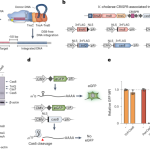 Targeted DNA integration in human cells without double-strand breaks using CRISPR-associated transposases