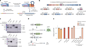 Targeted DNA integration in human cells without double-strand breaks using CRISPR-associated transposases