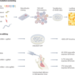 CRISPR editing in the lung with novel lipids