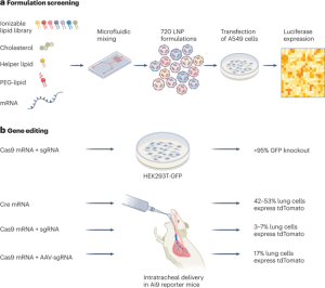 CRISPR editing in the lung with novel lipids