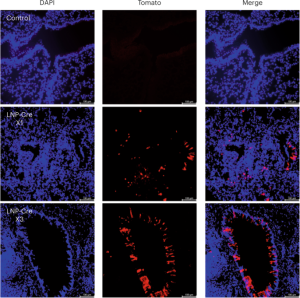 Lipid nanoparticle-enabled gene editing in the lung via inhalation