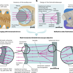 Reflective multi-immersion microscope objectives inspired by the Schmidt telescope