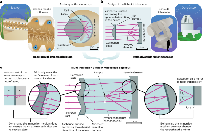 Reflective multi-immersion microscope objectives inspired by the Schmidt telescope