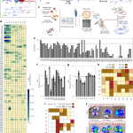 Combinatorial design of nanoparticles for pulmonary mRNA delivery and genome editing