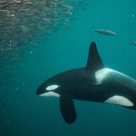 Why are these orcas killing sharks and removing their livers?