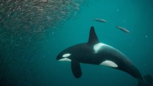 Why are these orcas killing sharks and removing their livers?