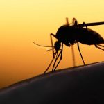 Experts hail recent approval of R21 Malaria vaccine in Ghana and Nigeria