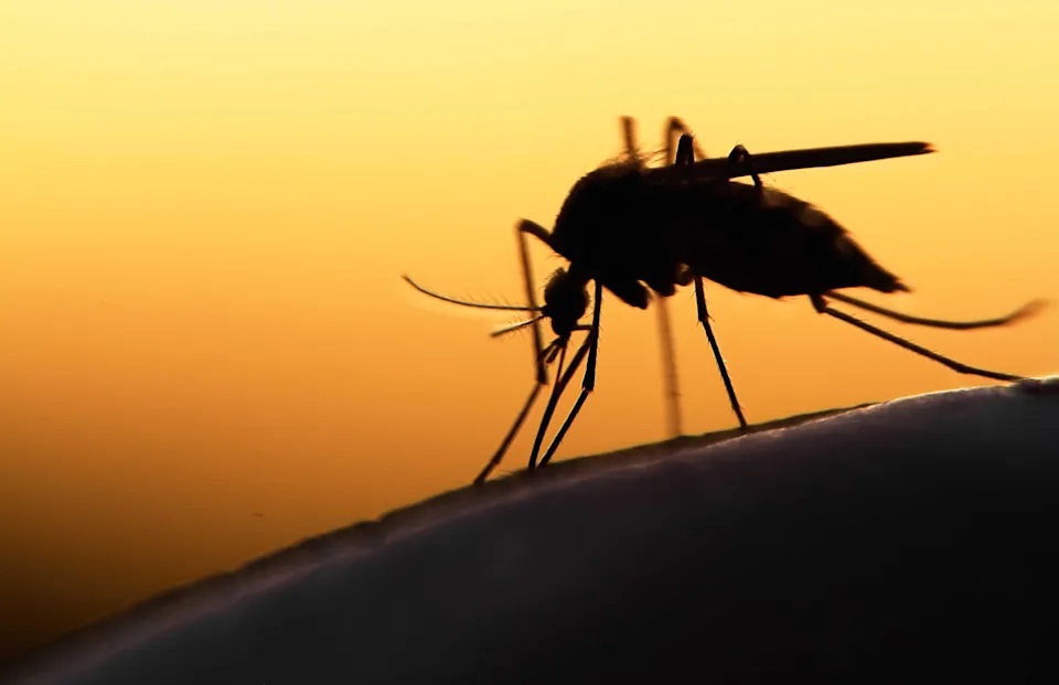 Experts hail recent approval of R21 Malaria vaccine in Ghana and Nigeria