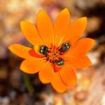 How daisies make deceptive petals that look like female flies