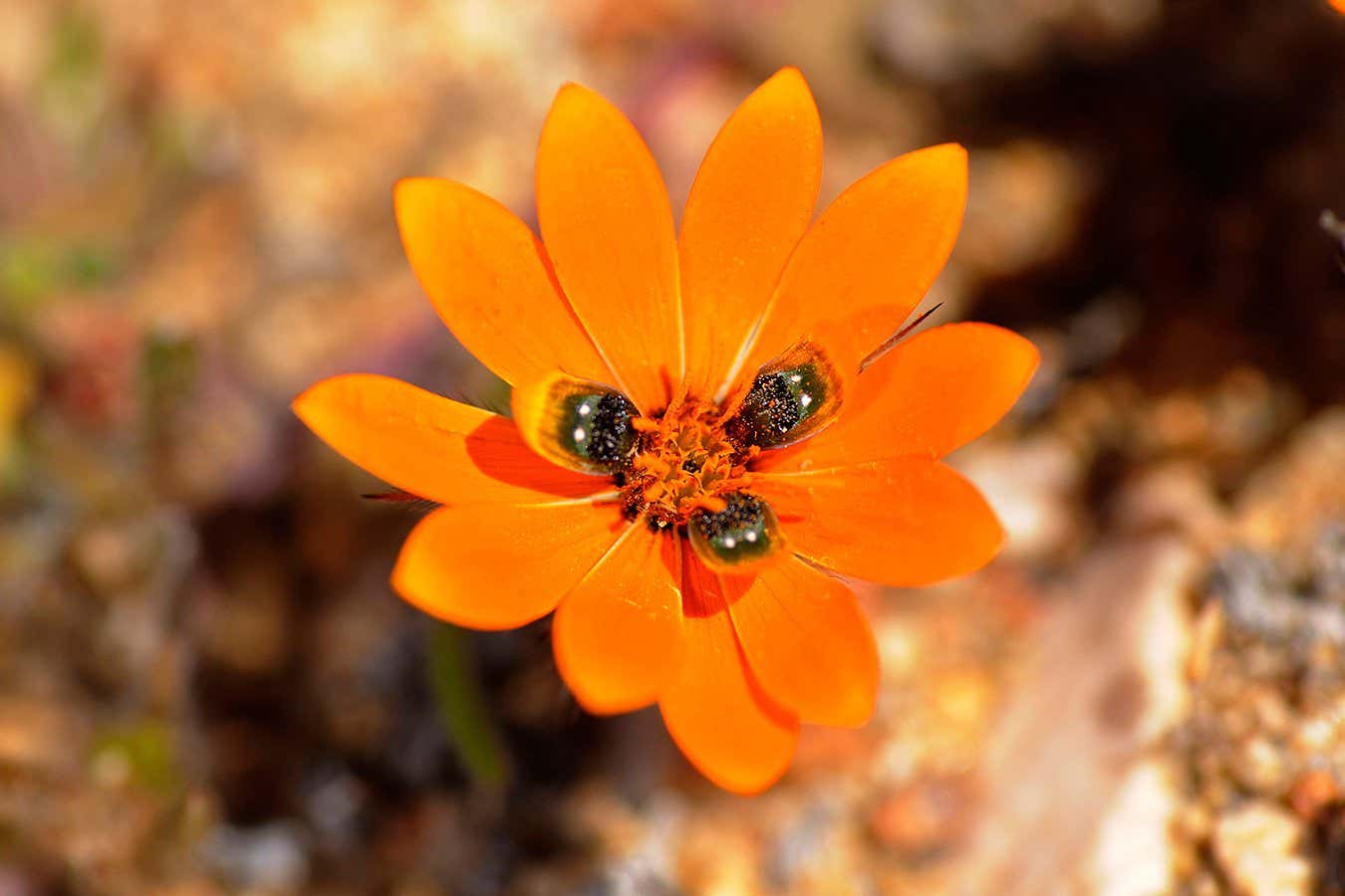 How daisies make deceptive petals that look like female flies