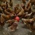 Two poultry workers test positive for bird flu after contact on infected farm