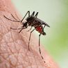 British woman catches deadly dengue fever on holiday in France