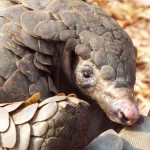 Pangolins Are at Risk – Illegal Trade and Poor Regulation