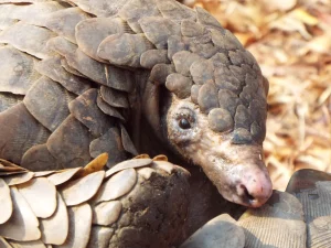 Pangolins Are at Risk – Illegal Trade and Poor Regulation