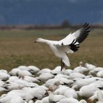 Feathered forecast: Tech tools comb weather data for bird migrations