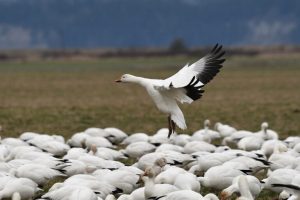 Feathered forecast: Tech tools comb weather data for bird migrations