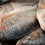 Why You Should Avoid Consuming Catfish Excessively And Eat More Of Tilapia And Mackerel Fish Instead