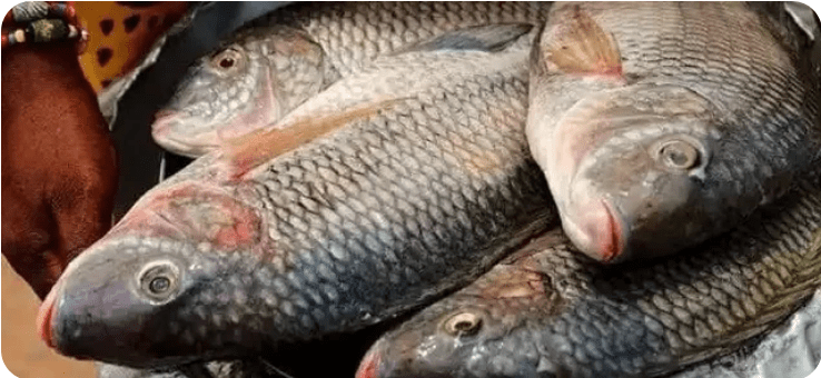 Why You Should Avoid Consuming Catfish Excessively And Eat More Of Tilapia And Mackerel Fish Instead