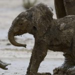 Baby Elephant on Verge of Extinction Filmed Using Mud As Sunscreen