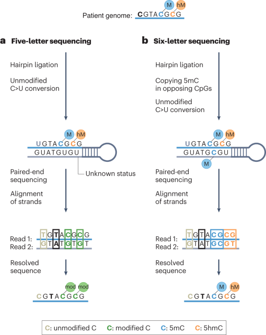 Speed reading the epigenome and genome