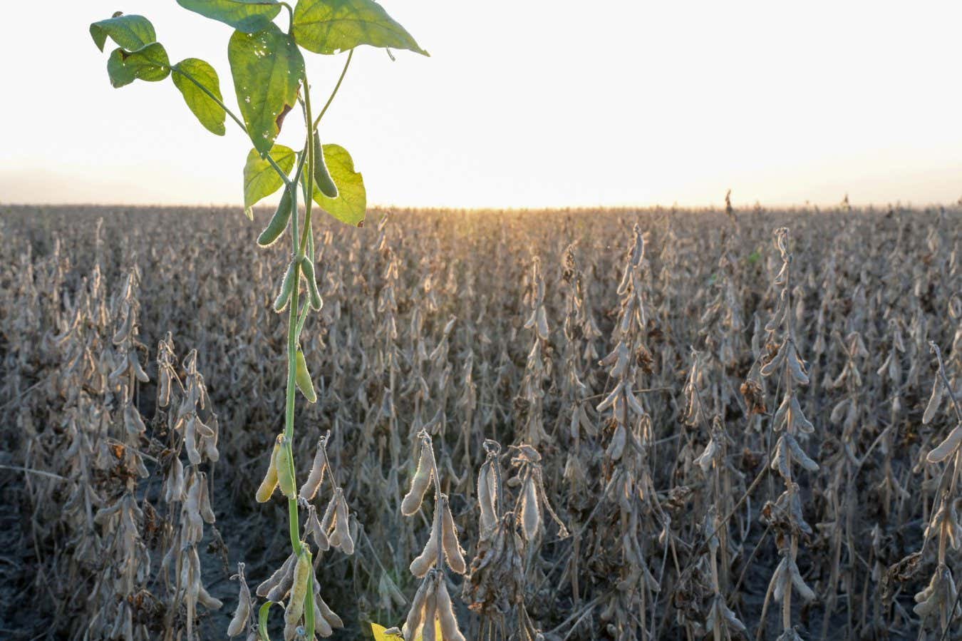 Europe to become a hotspot for flash droughts caused by climate change