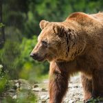 No, Bitcoin has never seen a bear market before – This time it’s different