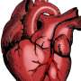 Extended monitoring detects more arrhythmias in hypertrophic cardiomyopathy, researchers find