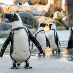 How African penguins continue to survive changes in climate