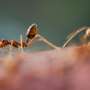 New tracking technology reveals the hidden foraging lives of desert ants