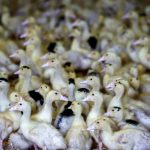 Animal health body urges bird flu vaccination to avoid pandemic