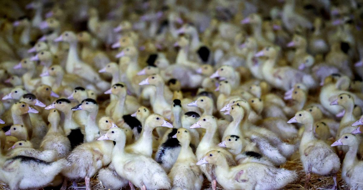 Animal health body urges bird flu vaccination to avoid pandemic