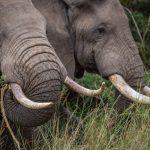 Secrets of the Elephants Premieres on National Geographic Wild