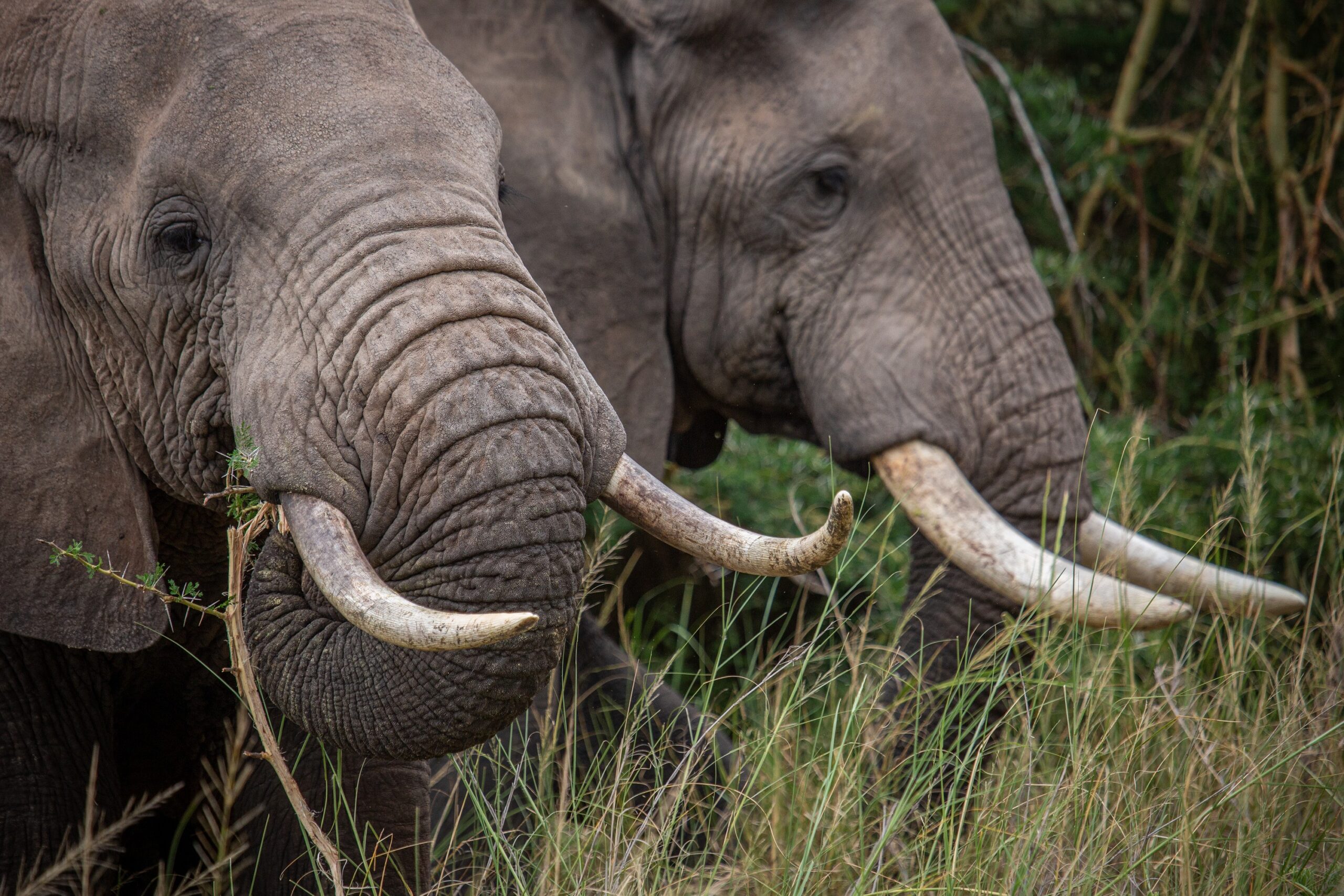 Secrets of the Elephants Premieres on National Geographic Wild