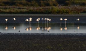 Spain vows to block farming near threatened wetlands