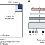 Efficient evolution of human antibodies from general protein language models