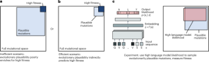 Efficient evolution of human antibodies from general protein language models