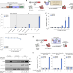 Efficient engineering of human and mouse primary cells using peptide-assisted genome editing