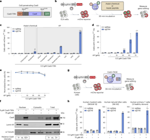 Efficient engineering of human and mouse primary cells using peptide-assisted genome editing