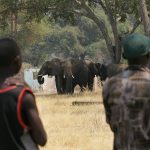 British trophy hunting ban bill will harm African wildlife