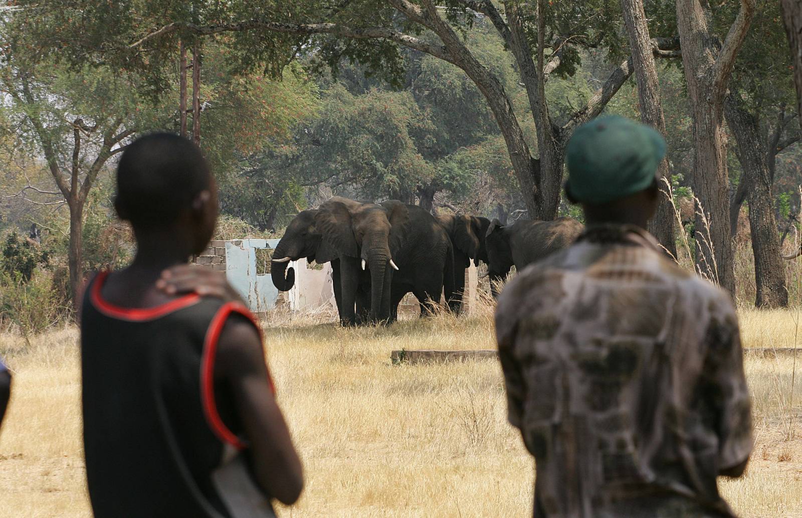 British trophy hunting ban bill will harm African wildlife