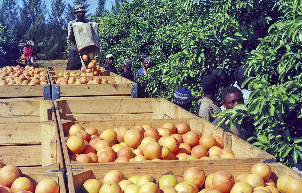 Citrus growers plead for urgent government intervention on export restrictions