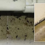 Droppings of a mouse cost a nursery almost £225,000