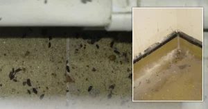 Droppings of a mouse cost a nursery almost £225,000