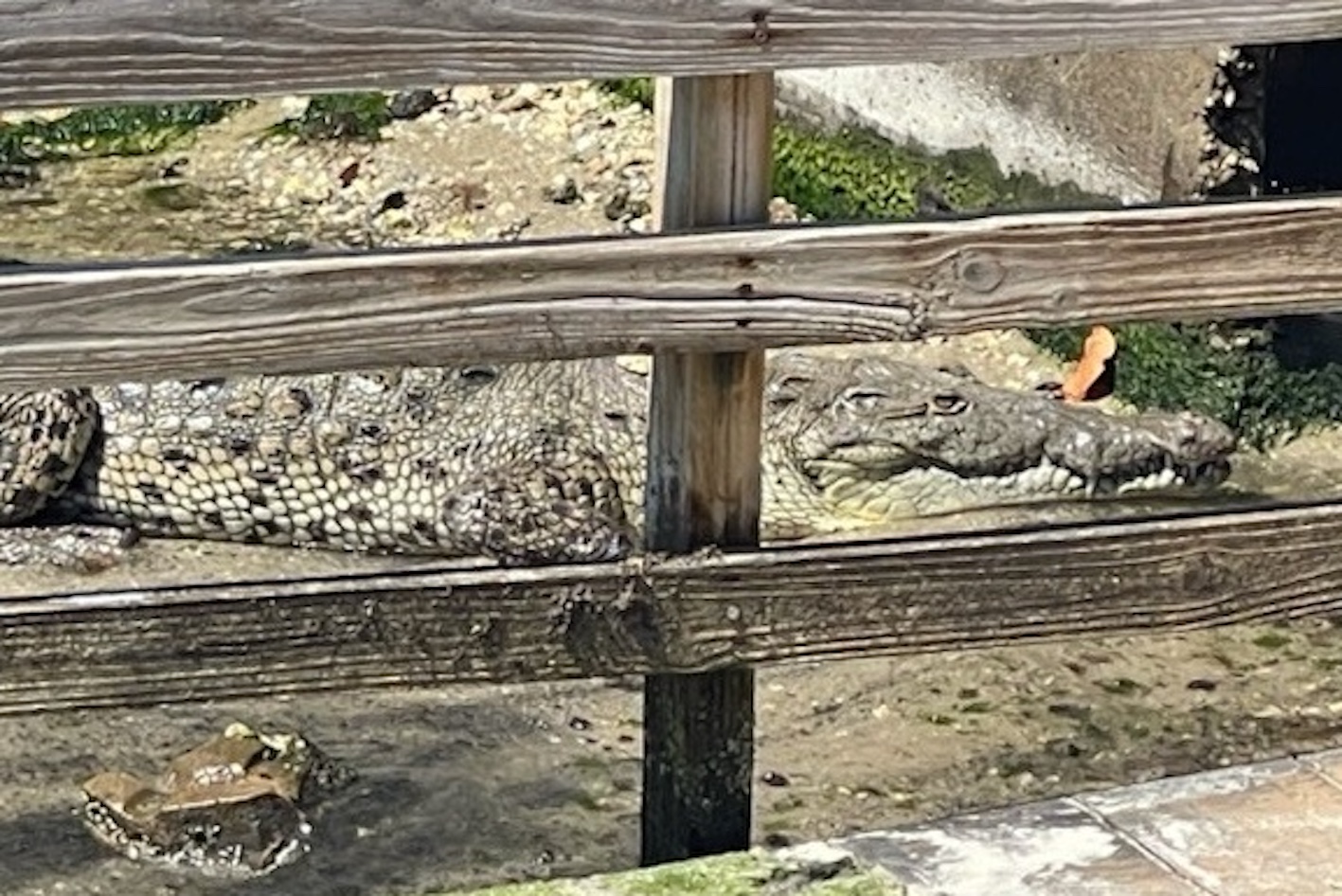 Public Warned After Crocodile Seen in Florida Town: ‘Federally Protected’