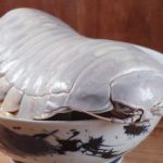 ‘Looks like a big cockroach’: 14-legged sea creature served on ramen dish in Taipei noodle bar sets tongues wagging, Lifestyle News