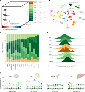 Characterizing expression changes in noncoding RNAs during aging and heterochronic parabiosis across mouse tissues