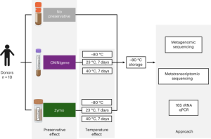 Quantifying bias introduced by sample collection in relative and absolute microbiome measurements