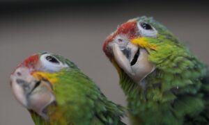 Chirping Sounds Lead Airport Officials to Bag Filled With Smuggled Parrot Eggs