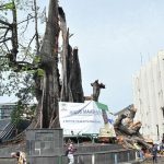 Sierra Leone’s symbolic ‘Cotton Tree’ destroyed in rain storm