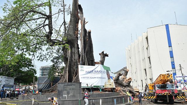 Sierra Leone’s symbolic ‘Cotton Tree’ destroyed in rain storm